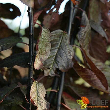 Prunus cerasifera 'Nigra' - afbeelding 2