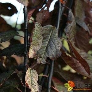 Prunus cerasifera 'Nigra' - afbeelding 2