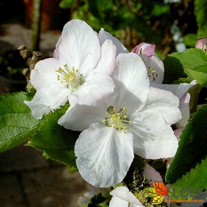 Malus domestica 'Duo-Fruit' 125/150 C.