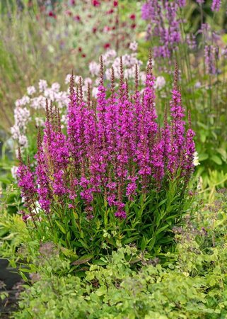 Lythrum Robin P9 - afbeelding 1