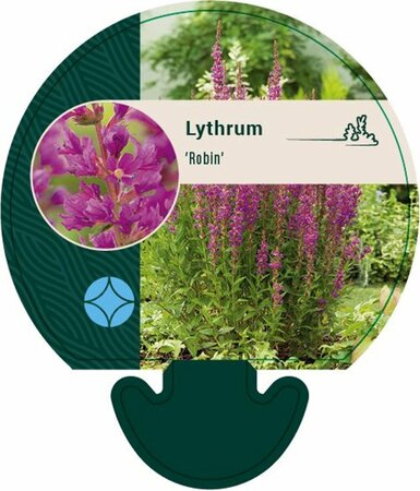 Lythrum Robin P9 - afbeelding 3