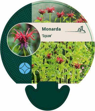 Monarda 'Squaw' P9