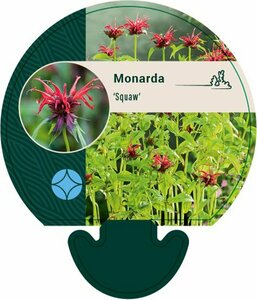 Monarda 'Squaw' P9