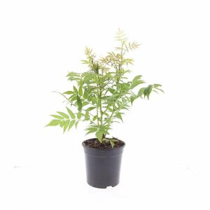 Sorbaria sorbifolia 'Sem' - afbeelding 6