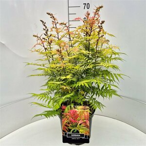 Sorbaria sorbifolia 'Sem' 25/30 C.