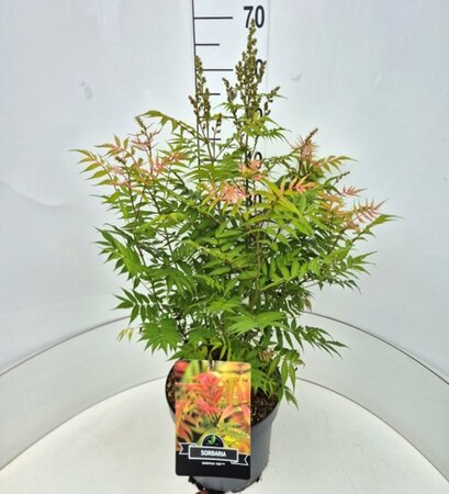Sorbaria sorbifolia 'Sem' - afbeelding 1