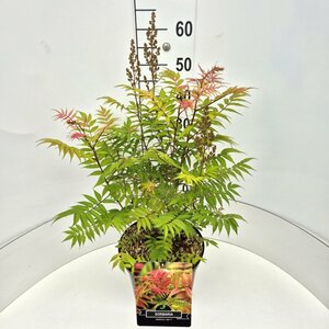Sorbaria sorbifolia 'Sem' - afbeelding 2