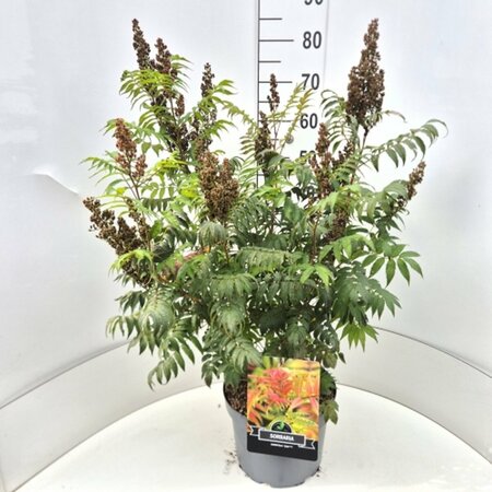Sorbaria sorbifolia 'Sem' - afbeelding 3