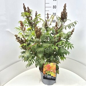 Sorbaria sorbifolia 'Sem' - afbeelding 3