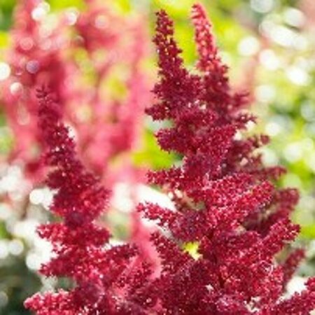 Astilbe arendsii 'Fanal' C2 - afbeelding 4