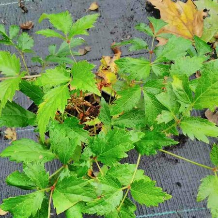 Astilbe arendsii 'Fanal' C2 - afbeelding 2