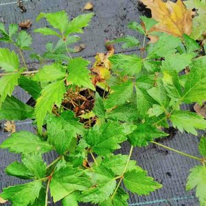Astilbe arendsii 'Fanal' C2 - afbeelding 2