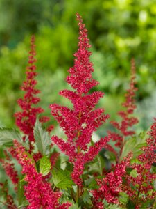 Astilbe arendsii 'Fanal' C2 - afbeelding 5