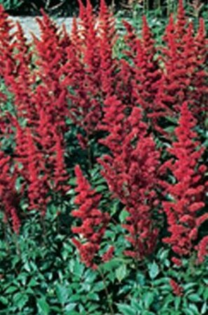 Astilbe arendsii 'Fanal' C2 - afbeelding 6