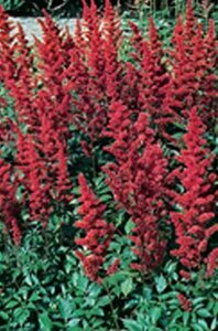 Astilbe arendsii 'Fanal' C2 - afbeelding 6