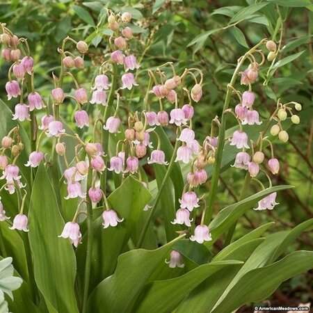 Convallaria maj. 'Rosea' P9 - afbeelding 3
