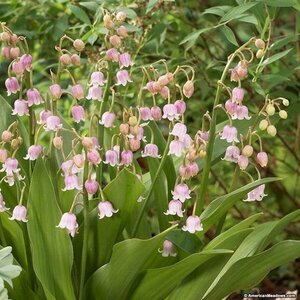 Convallaria maj. 'Rosea' P9 - afbeelding 3