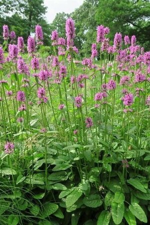 Betonica officinalis 'Hummelo' P9