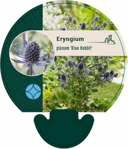 Eryngium planum 'Blue Hobbit' C1 - afbeelding 3