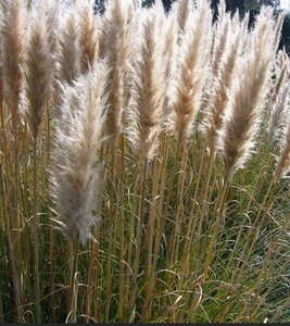 Cortaderia selloana 'Pumila' C6.5 - afbeelding 2