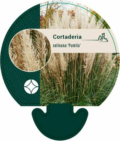 Cortaderia selloana 'Pumila' C6.5 - afbeelding 1