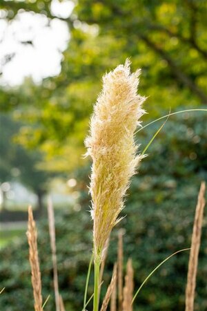 Cortaderia selloana 'Pumila' C6.5 - afbeelding 3