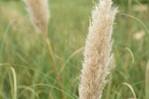 Cortaderia selloana 'Pumila' C6.5 - afbeelding 4