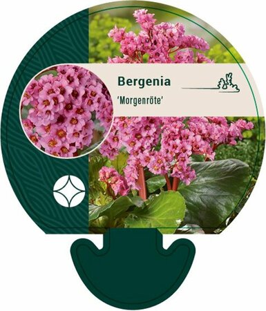 Bergenia 'Morgenröte' P9 - afbeelding 5
