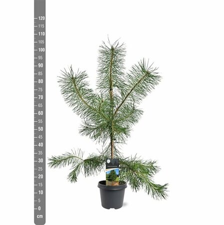 Pinus sylvestris 100/125 KL. - afbeelding 1
