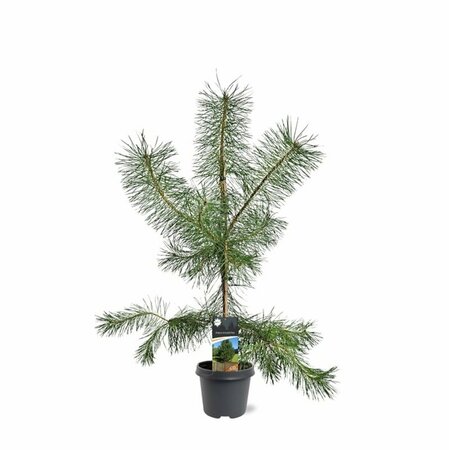 Pinus sylvestris 100/125 KL. - afbeelding 3