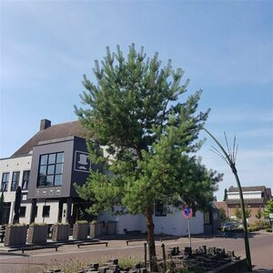 Pinus sylvestris 100/125 KL. - afbeelding 4