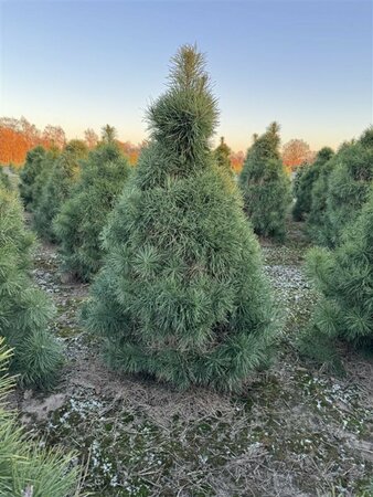 Pinus sylvestris 100/125 KL. - afbeelding 5