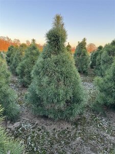 Pinus sylvestris 100/125 KL. - afbeelding 5