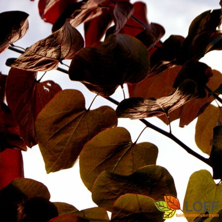 Cercis canadensis 'Forest Pansy' - afbeelding 2