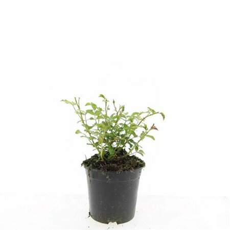 Rosa (P) 'The Fairy' C3 - afbeelding 5