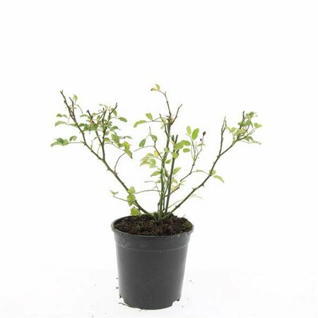 Rosa (P) 'The Fairy' C3 - afbeelding 6