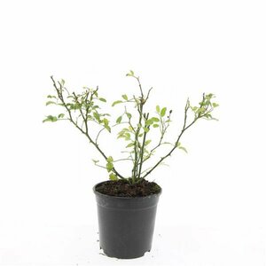 Rosa (P) 'The Fairy' C3 - afbeelding 6