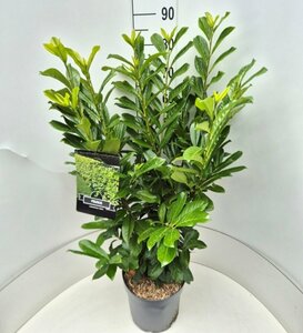 Prunus laurocerasus 'Novita' ST. 200 10-12 C. Lei - afbeelding 4