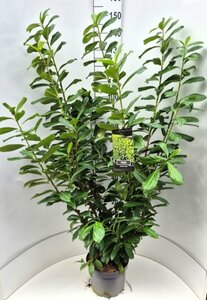 Prunus laurocerasus 'Novita' ST. 200 10-12 C. Lei - afbeelding 6