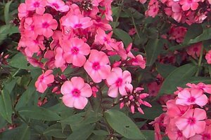 Phlox paniculata 'Windsor' P9