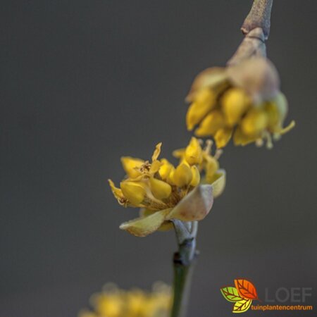Cornus mas - afbeelding 2