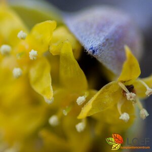 Cornus mas - afbeelding 3