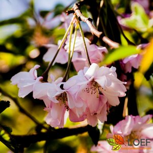 Prunus subhirtella 'Autumnalis Rosea' - afbeelding 3