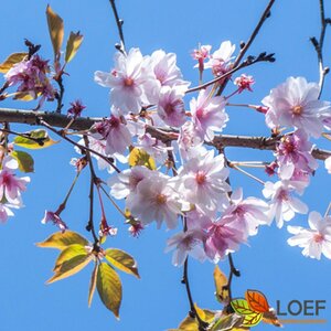 Prunus subhirtella 'Autumnalis Rosea' - afbeelding 5