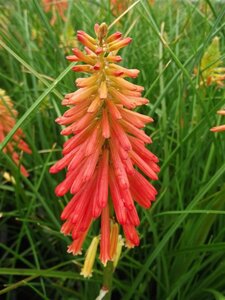 Kniphofia 'Papaya Popsicle' P9 - afbeelding 3