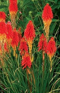 Kniphofia 'Papaya Popsicle' P9 - afbeelding 4