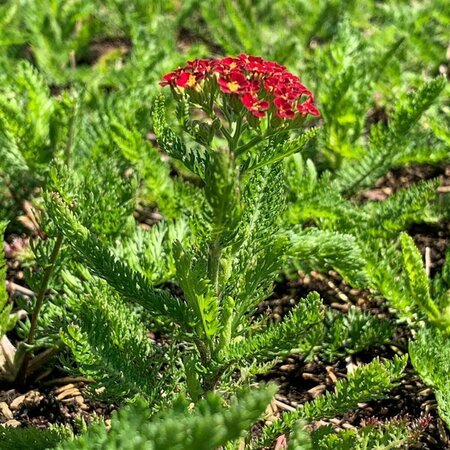 Achillea mill. 'Milly Rocky Red' C2 - afbeelding 1