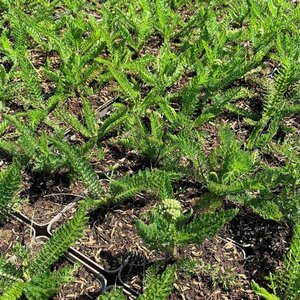 Achillea mill. 'Milly Rocky Red' C2 - afbeelding 2