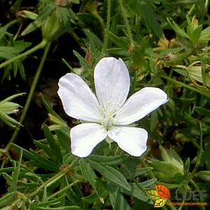 Geranium sanguineum 'Album' P11