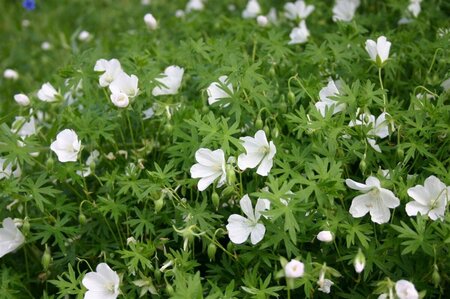 Geranium sanguineum 'Album' P11 - afbeelding 4